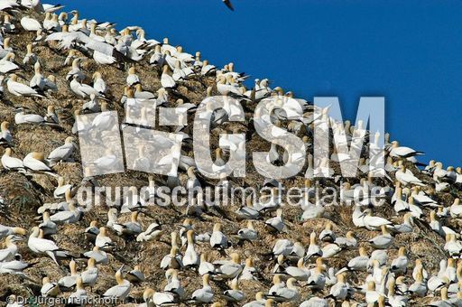 Basstölpel (9 von 24).jpg